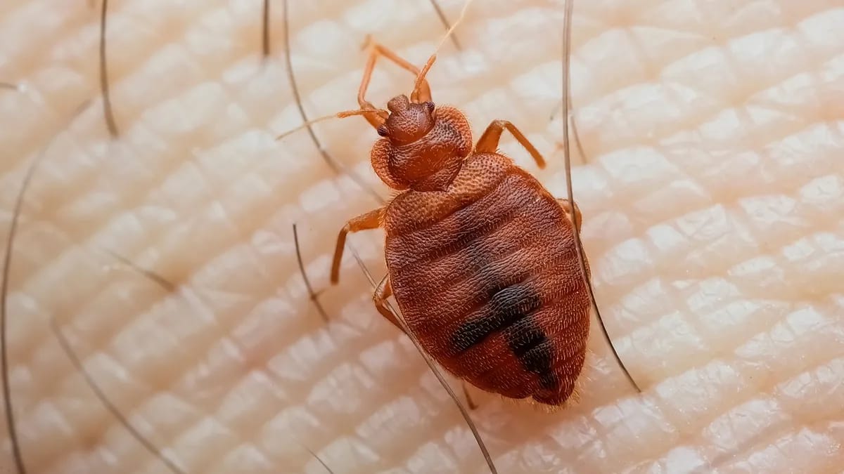 Reliable Bed Bug Extermination Near Me You Can Trust