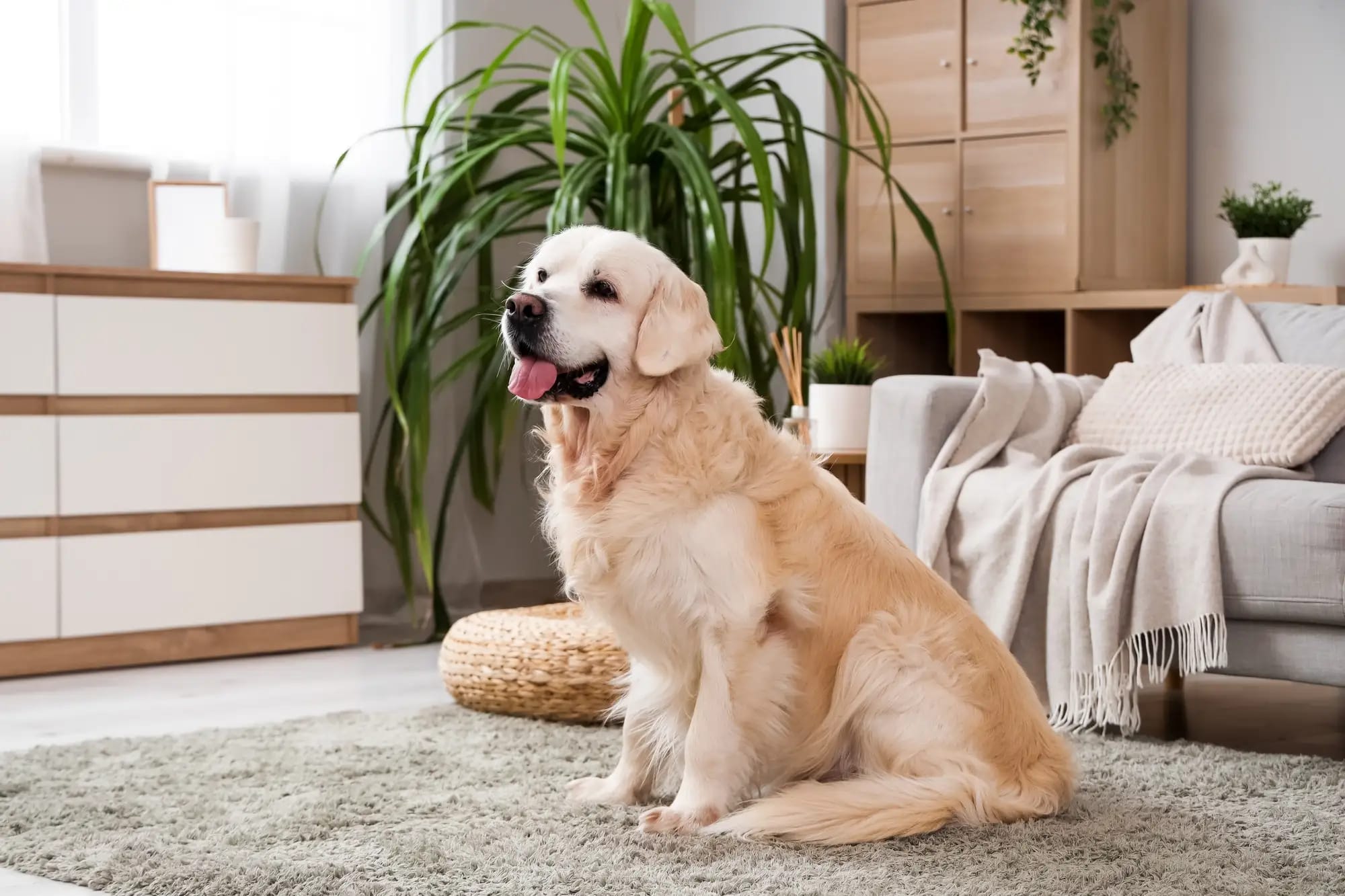 Professional Dog Urine Carpet Treatment Placer County Services | Guardian Carpet Cleaning