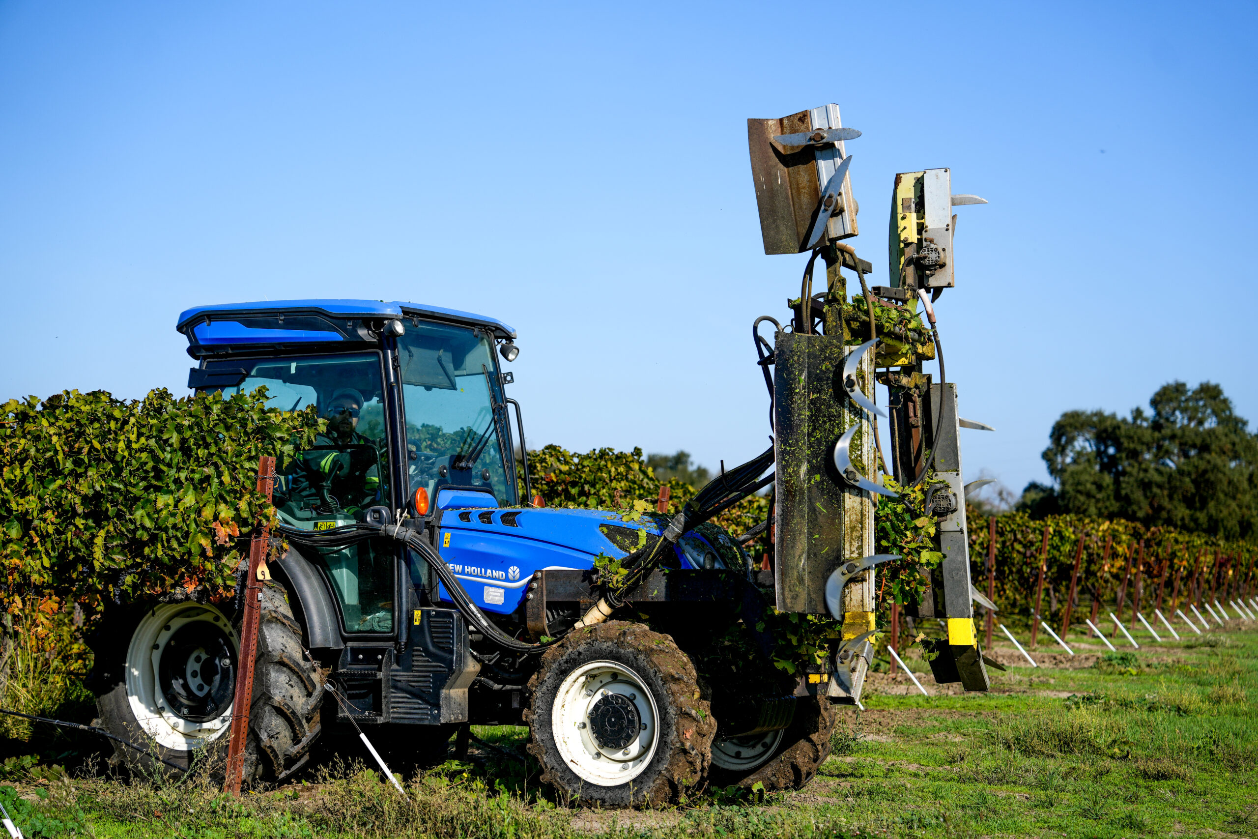 Exploring the Rich Character of clarksburg wine